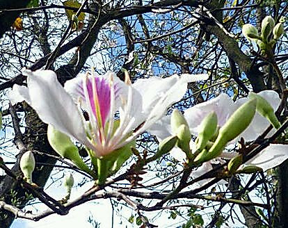 云南百花宴～白花火腿汤（玉荷花）的做法