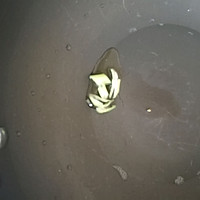 土豆焙红肠的做法图解6