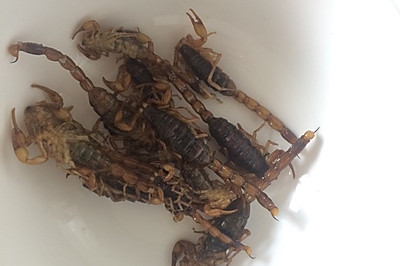 油炸蝎子