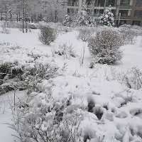 东北大锅烩的做法图解9
