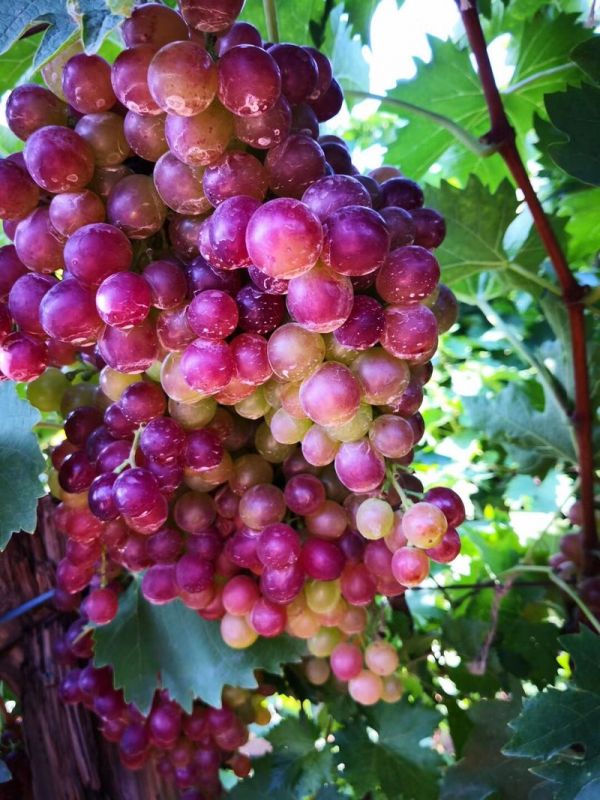 新鲜玫瑰香葡萄榨汁