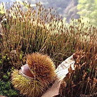 水煮栗子的做法图解1