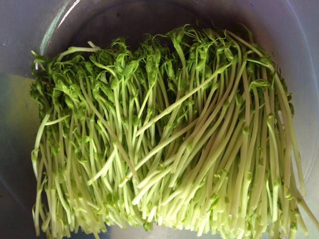 凉拌豆苗菜的做法图解1