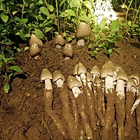 荔枝菌鸡汤的做法图解2