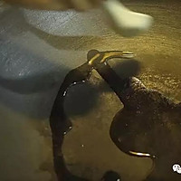潮音潮人：橄榄菜炒豆角的做法图解3