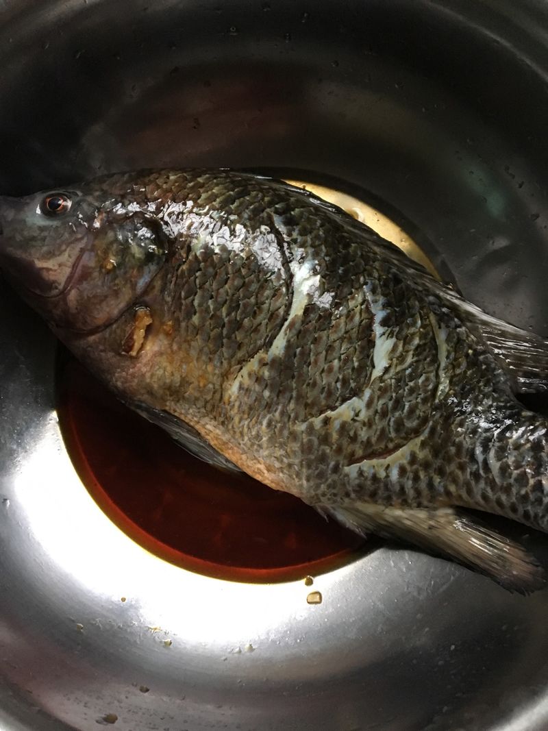 Tilapia