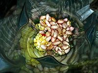 #硬核菜谱制作人##冰箱剩余食材大改造#鲜花生玉米浆的做法图解3