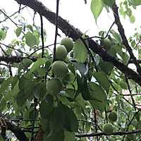 糖腌青梅的做法图解2