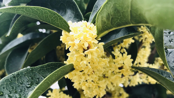 香甜润肺桂花蜜