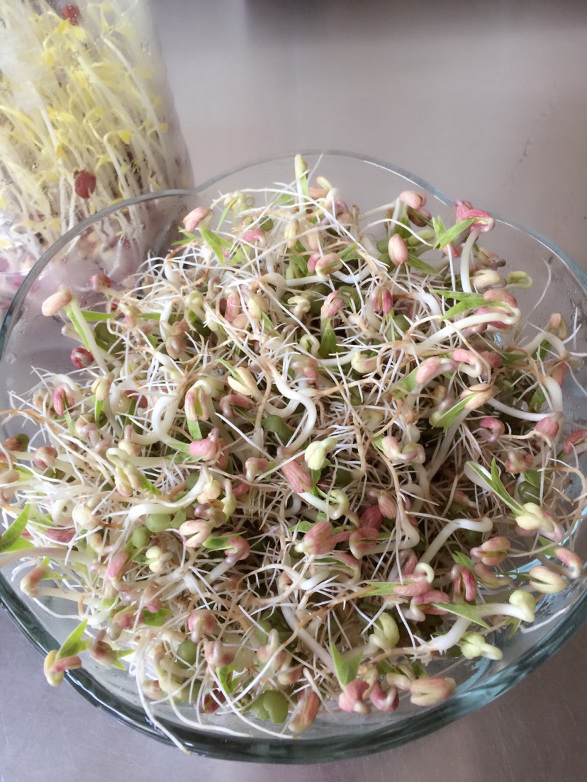 纯天然自发绿豆芽红豆芽的做法图解6