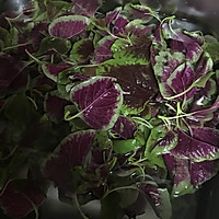 物尽其用的香辣苋菜梗（旱菜梗）的做法图解1