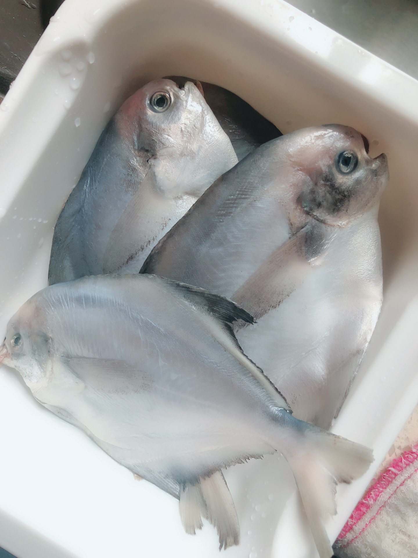 红烧鲳鱼 | 简单易学的红烧鱼做法，外酥里嫩，特别入味！记得好好吃饭！_哔哩哔哩_bilibili