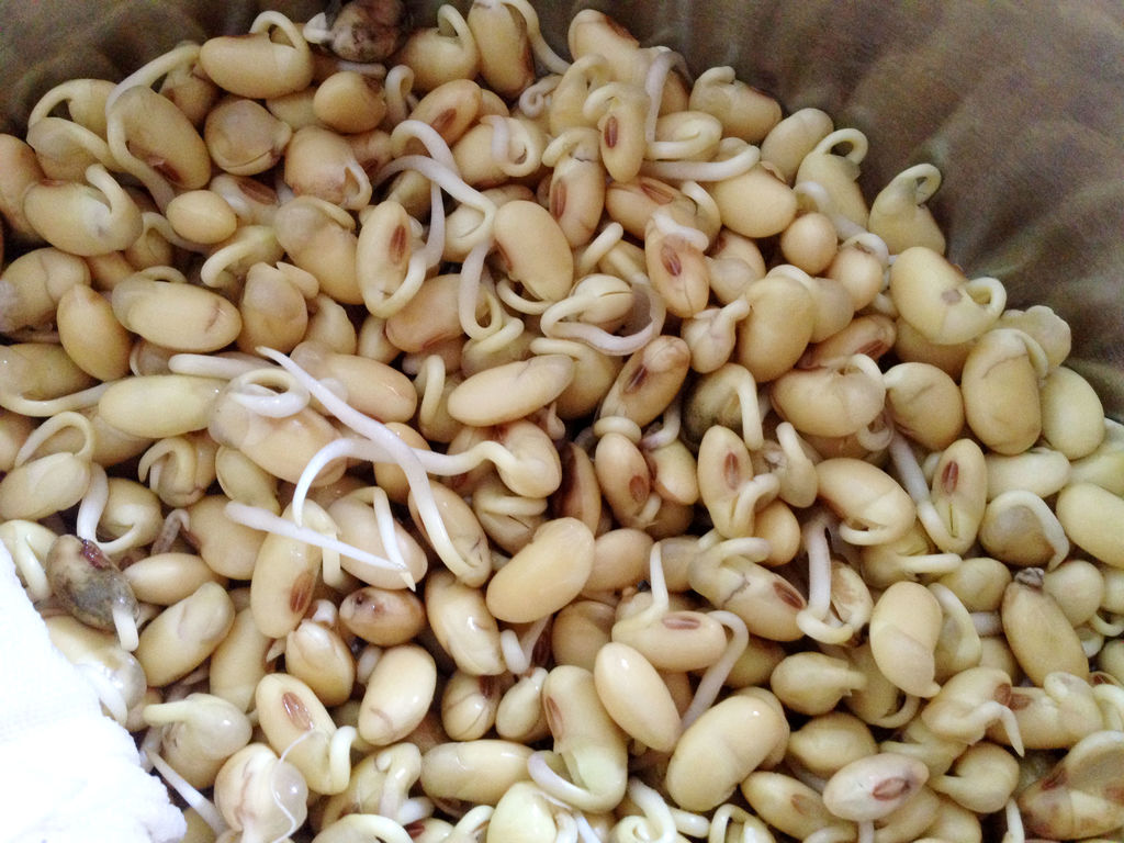 大黄豆 优质食用黄豆 食用大豆 超大粒 能发芽 生豆芽 出芽率高-阿里巴巴