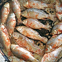 麻辣小酥鱼的做法图解2
