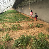 茼蒿虾仁丸子的做法图解6