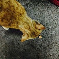 多姿多彩炒饭的做法图解8