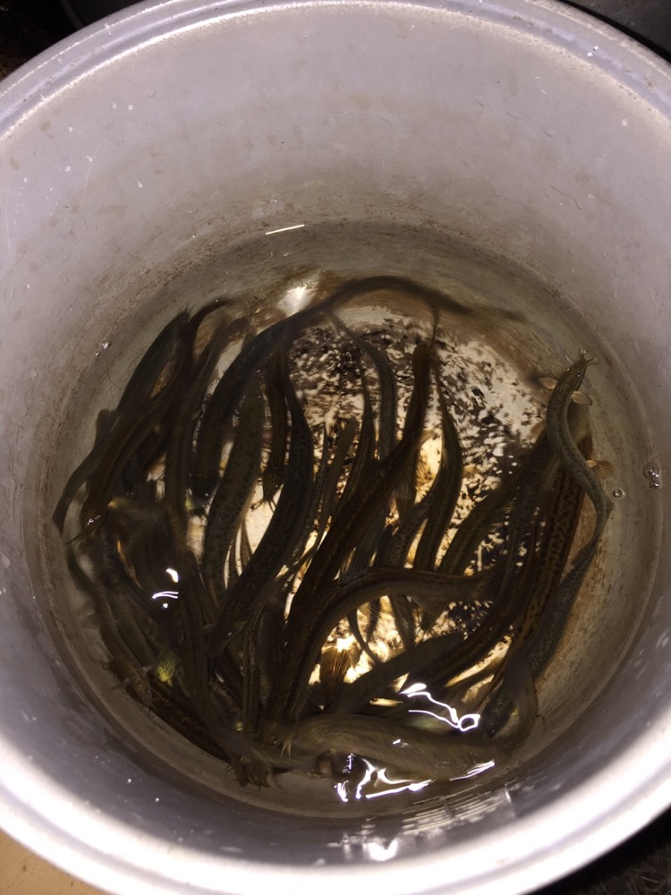 泥鳅粥的做法图解1