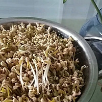 豆芽儿---不用豆芽机的自生豆芽的做法图解6