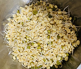 绿豆芽成长记-传统泡法的做法