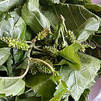 凉拌桑叶的做法图解1