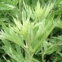 艾草糯米糍粑（不放艾草就加牛奶做）的做法图解1