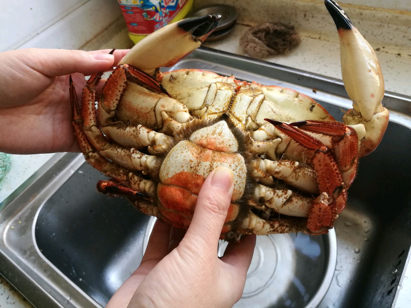 【香辣面包蟹】螃蟹吃了那么多，可你知道真正好吃的做法么？_哔哩哔哩_bilibili