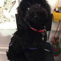 DIY美毛狗粮的做法图解16