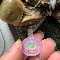 苏式清蒸阳澄湖大闸蟹（不加任何调味料，主打原汁原味）的做法图解3