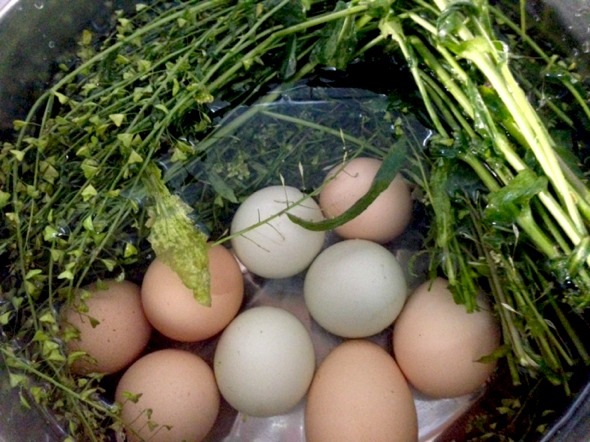 地菜花煮鸡蛋