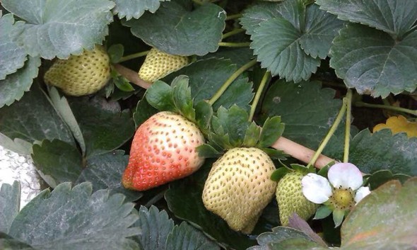 自己种的草莓