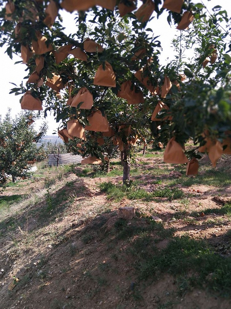 朋友家的杏林 还有苹果🍎林 今天看见了他们给苹果🍎套袋！图4