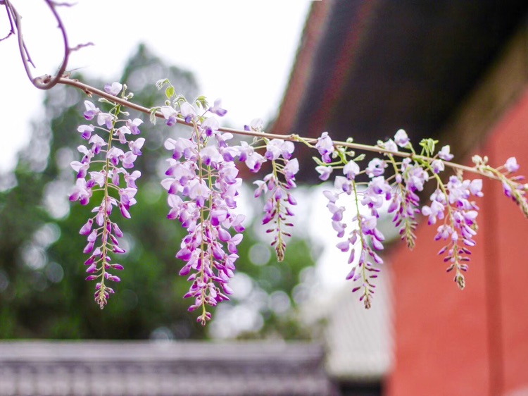 东岳庙的紫藤花已经花开尾期了，这个周末赶紧追追花期吧。图6