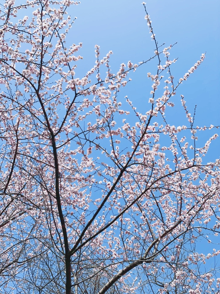 京郊挖荠菜&野蒜苗，现场炒一锅～图3