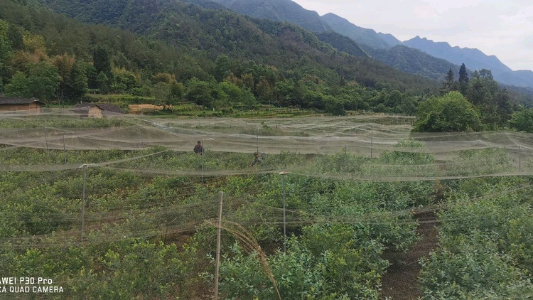 高山上有蓝莓（自制美味蓝莓酱）图3