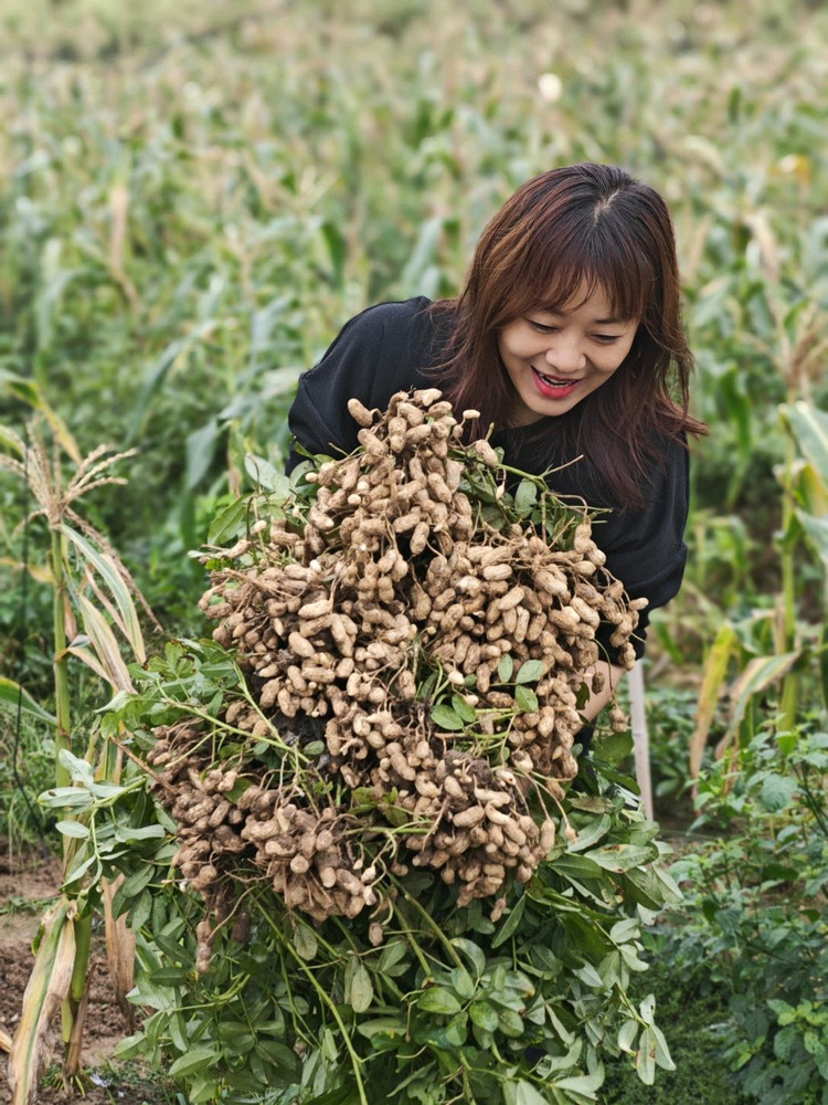 清书野餐笔记·一家人难得一起拔花生呀！图2