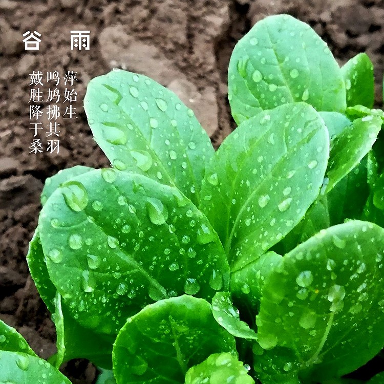 🌱 谷雨🌱 春雨贵如油图1