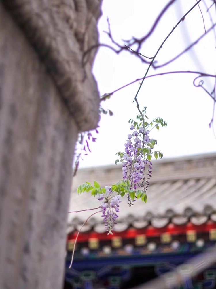 东岳庙的紫藤花已经花开尾期了，这个周末赶紧追追花期吧。图8