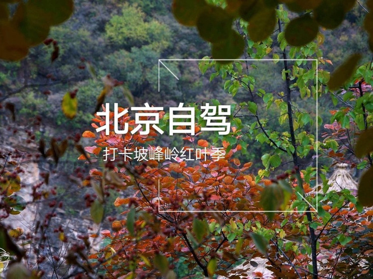 北京自驾 | 听我的，这个秋天一定来红叶季的坡峰岭打卡图1
