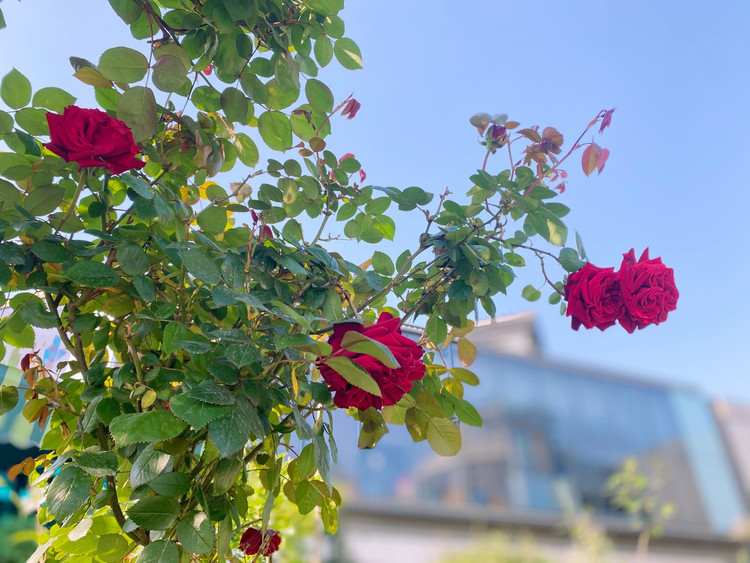 阳光☀️甚好，适合出游，清明踏青正当时图5