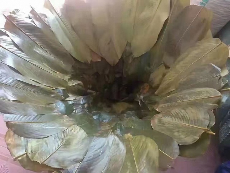 黑猪肉粽子图3