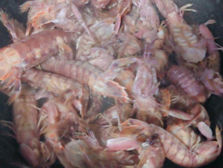 皮皮虾幼虫图片