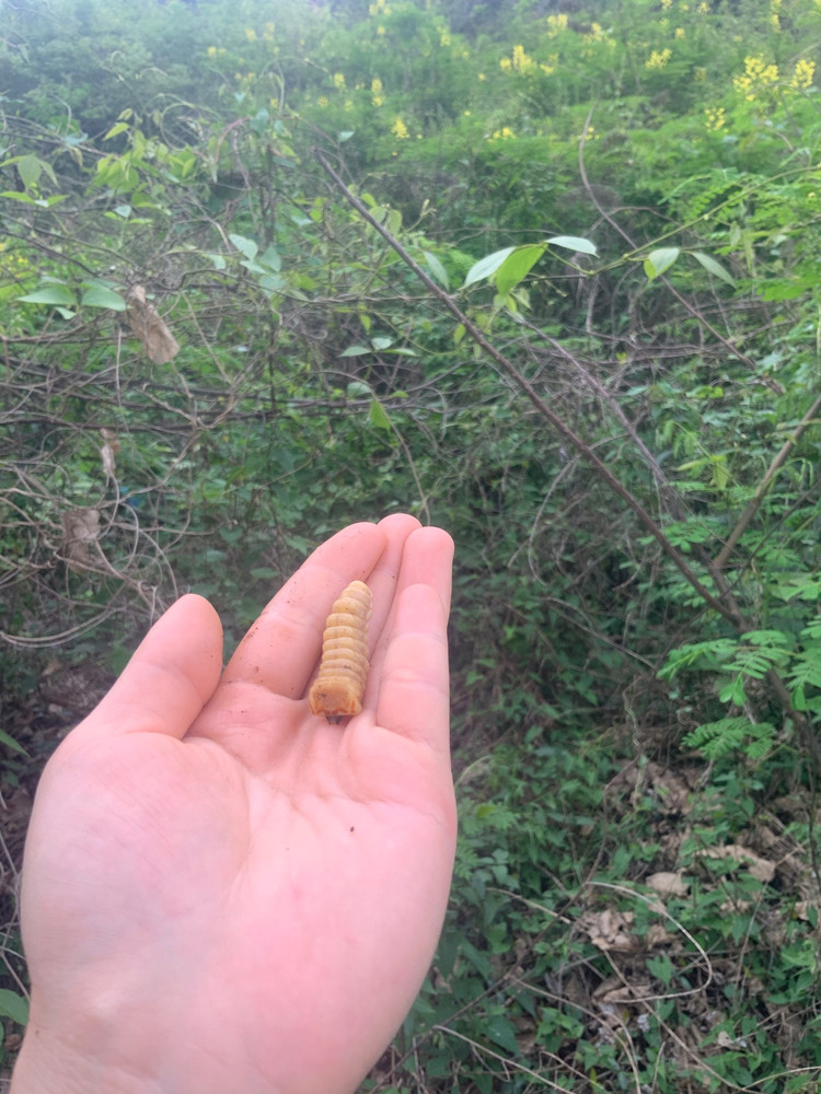 瓦烤斗米虫蘸丘比沙拉酱图4