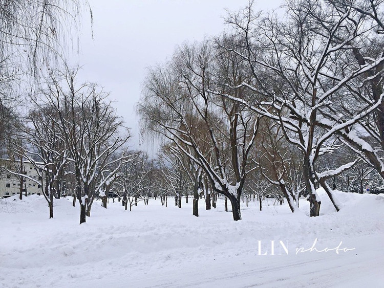 那年，我看过的雪，收获最美的冬天！图1