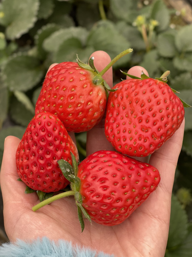 苏州15一斤的草莓🍓摘了熬果酱图4