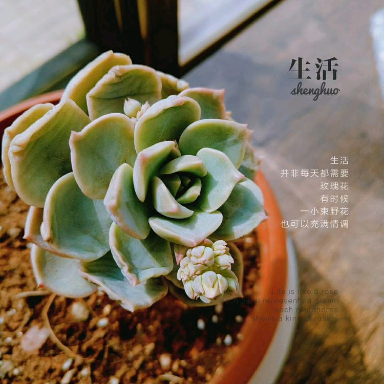 生活中的小确幸--遇见多肉植物图1