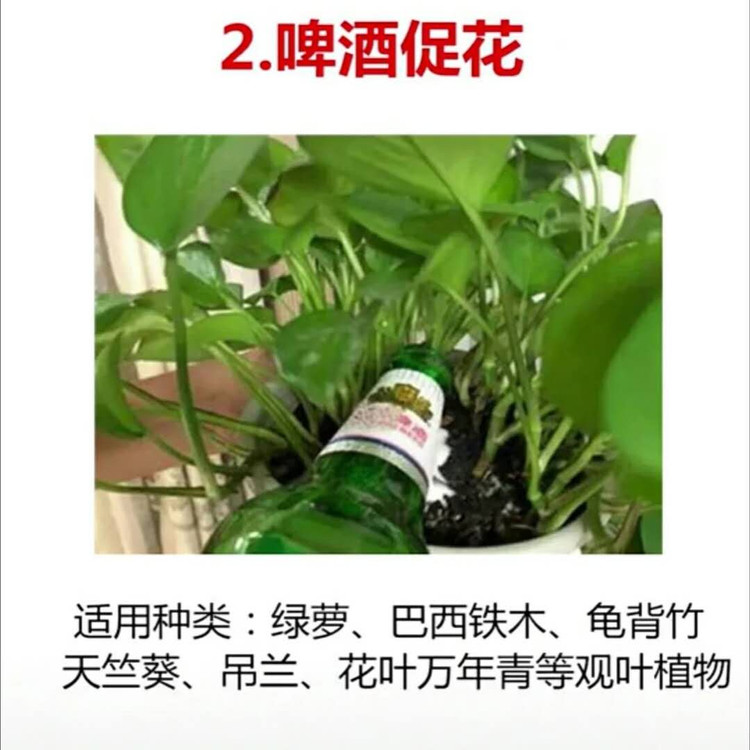 花市老板绝不会说的5个种花秘密☀图3