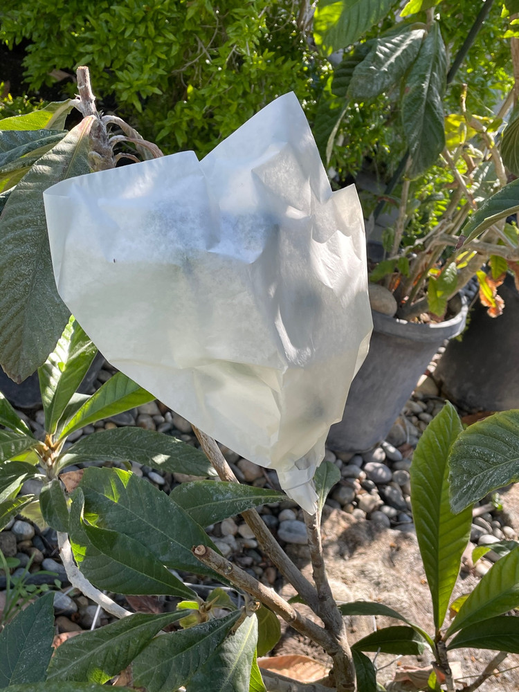 枇杷满树的花 没有蜜蜂 授粉全部死掉 结了几个可怜兮兮的枇杷 刚刚黄就被动物咬了 买了一棵巨蛋枇杷 四年不开花 今年五年开花了果不多 这个是前年嫁接的不知道什么品种 老板说很好吃 枇杷 特别大 巨蛋现在还小 不一样的品种成熟时间不一样 为了保护水果只能套袋