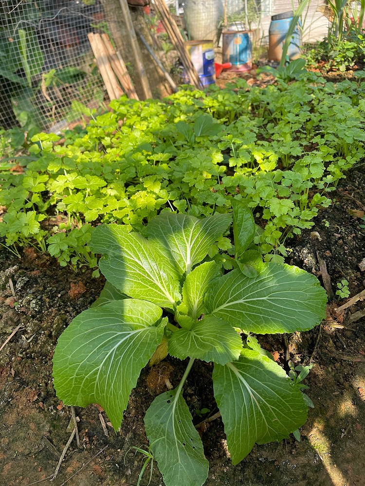 21.1.26晚餐：香焖海鱼，清炒豆角，红烧茄子，木瓜牛腩汤图4