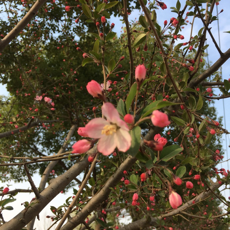 阳光明媚的午后，梅花盛开、隶棠花、紫叶李、海棠花、茶花美美哒图8