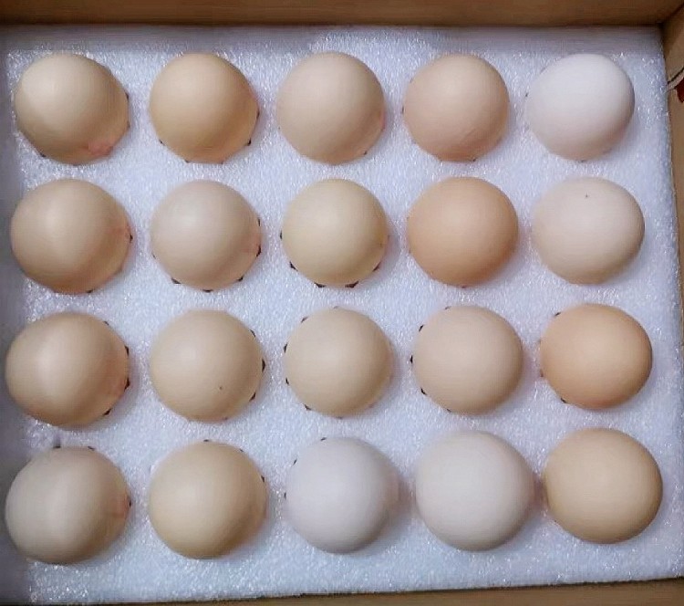 营养丰富的鸡蛋安心吃图2